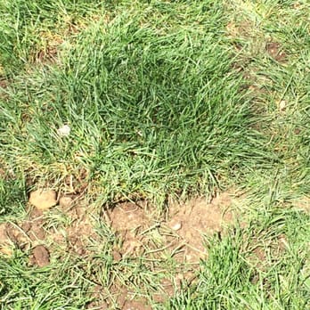 Kent Septic - How they replace divots. Worse than a golfer - Septic Services Near Me - Hooksett, New Hampshire Kent Septic - How they replace divots. Worse than a golfer - Septic Services Near Me - Hooksett, New Hampshire