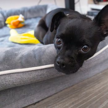 Caring Songs Rescue - Pet Adoption Near Me Caring Songs Rescue - Pet Adoption Near Me