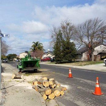 Jeff's Tree Service - Tree Services Near Me