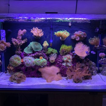 Cali Kid Corals - Coral I got from them - Local Fish Stores Near Me - La Habra, California Cali Kid Corals - Coral I got from them - Local Fish Stores Near Me - La Habra, California
