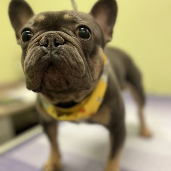 Doggie Grooming Styles - Pet Groomers Near Me - Campbell, California Doggie Grooming Styles - Pet Groomers Near Me - Campbell, California