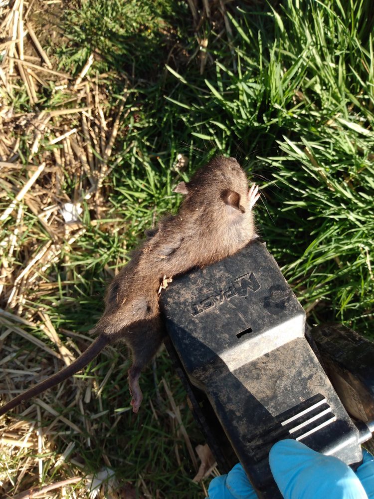 SQUASH PEST CONTROL Updated September 2024 Request a Quote 10