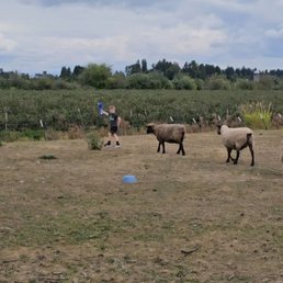 The sheep liked the bread. The sheep liked the bread.