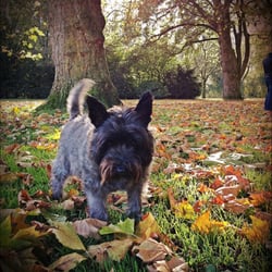 Beatrixpark - Moki loved the park