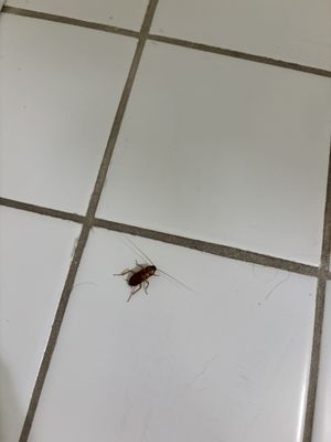 The Elliott House Inn by null