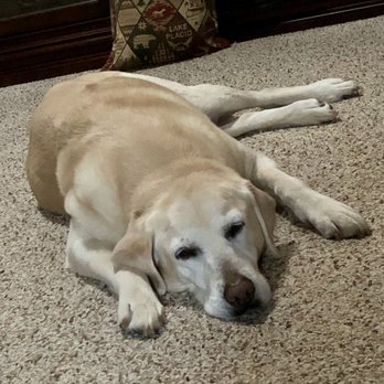 Lotsa Love Pet Rescue - I would adopt & rescue another dog through Lotsa Love. They gave me much info about Polly. I was blessed to find my yellow lab. - Animal Shelters Near Me Lotsa Love Pet Rescue - I would adopt & rescue another dog through Lotsa Love. They gave me much info about Polly. I was blessed to find my yellow lab. - Animal Shelters Near Me