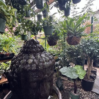 Mickey Hargitay Plants - Nurseries & Gardening Near Me - Los Angeles, California Mickey Hargitay Plants - Nurseries & Gardening Near Me - Los Angeles, California