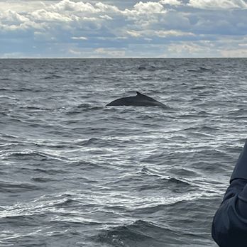 7 Seas Whale Watch - Whale Watching Tours Near Me - Gloucester, Massachusetts