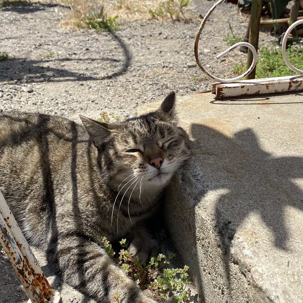 Treasures N Junk - Cat! - Antiques Near Me - Ontario, California Treasures N Junk - Cat! - Antiques Near Me - Ontario, California