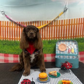 Happy Tails Pet Spa - HAPPY TAILS PET SPA is the absolute BEST! Hailey is amazing with Jesse and is so sweet and kind. Jesse and I love her so much! - Pet Groomers Near Me Happy Tails Pet Spa - HAPPY TAILS PET SPA is the absolute BEST! Hailey is amazing with Jesse and is so sweet and kind. Jesse and I love her so much! - Pet Groomers Near Me