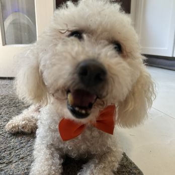 Quality Pet Spot Willow Glen - After a grooming... - Pet Groomers Near Me - San Jose, California