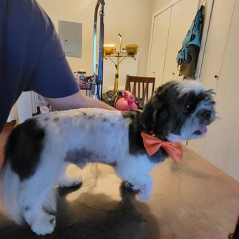 Rosie's Day Out - Pet Groomers Near Me - San Antonio, Texas Rosie's Day Out - Pet Groomers Near Me - San Antonio, Texas