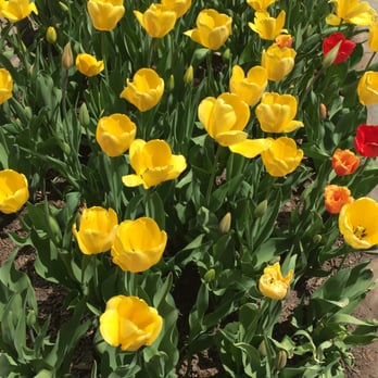 Wildflowers - Outdoor seating gives you access to their beautiful flower gardens - New American Near Me - Verona, New York