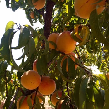 Otow Orchard - Millions of Peaches... - Fruits & Veggies Near Me - Granite Bay, California