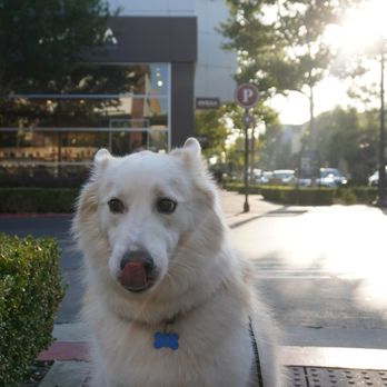 Elevated Canine Academy - Bento's first outing at a public mall - Pet Training Near Me