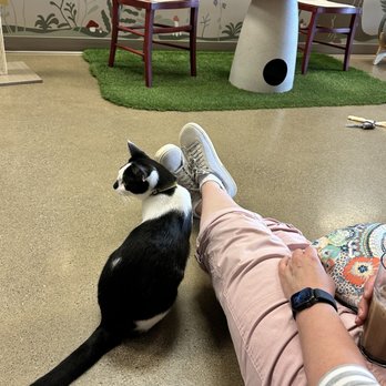 Black Forest Cat Cafe - Friendly! - Themed Cafes Near Me - Fort Wayne, Indiana