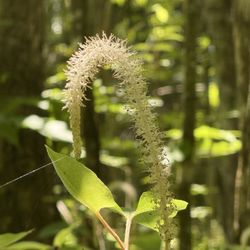 T n T Hideaway - Lizards tail