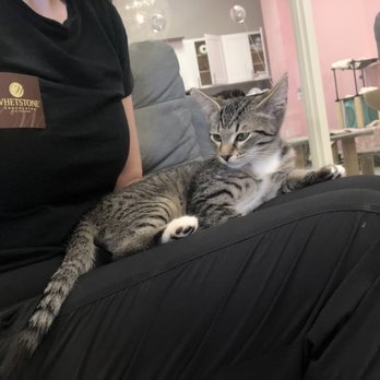 Frisky Cat Cafe - Kitten - Cafes Near Me - St. Augustine, Florida