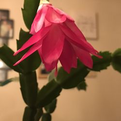 Capital Consignment - My Christmas Cactus