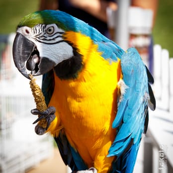 Reptacular Animals - Party & Event Planning Near Me - Sun Valley, California Reptacular Animals - Party & Event Planning Near Me - Sun Valley, California