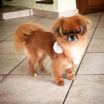 OMGrooming - Sebastian with a cute bow tie! - Pet Groomers Near Me