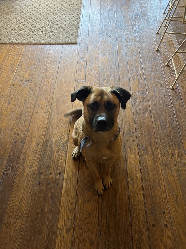 VALERIE’S MOBILE GROOMING SALON 20 Photos El Cajon, California