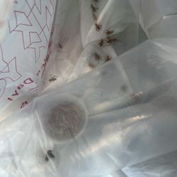 Mark's Ark - Crickets, meal worms, dubia roaches