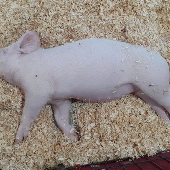 Arizona Exposition & State Fair - Very tired piglet. - Festivals Near Me - Phoenix, Arizona Arizona Exposition & State Fair - Very tired piglet. - Festivals Near Me - Phoenix, Arizona
