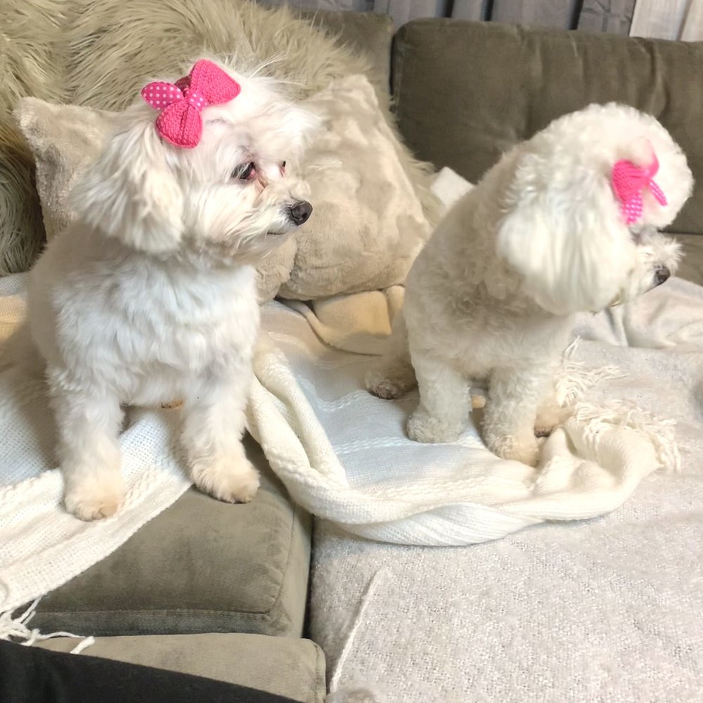 Calling All Paws - Side Profile - Pet Groomers Near Me - Las Vegas, Nevada