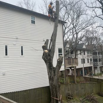 Skeen Tree Care - Mike Murphy on the tree! - Tree Services Near Me Skeen Tree Care - Mike Murphy on the tree! - Tree Services Near Me
