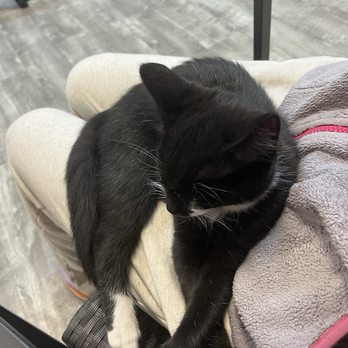 Fat Cat Café - Pet Adoption Near Me - Tallahassee, Florida Fat Cat Café - Pet Adoption Near Me - Tallahassee, Florida