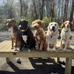Vienna Dog Park
