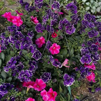 Satsop Landscaping & Nursery - Nurseries & Gardening Near Me - Elma, Washington