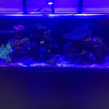 Gio Marine - Display - Local Fish Stores Near Me - Dublin, California