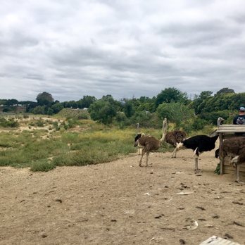 Ostrichland USA - Attraction Farms Near Me - Solvang, California