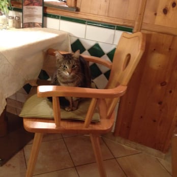 Hotel Eisvogel - Katze im Restaurant. - Hotels Near Me - Bad Gögging, BY Hotel Eisvogel - Katze im Restaurant. - Hotels Near Me - Bad Gögging, BY