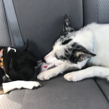 The Canine Mind - FINALLY! Happy pups! - Pet Training Near Me - Salt Lake City, Utah The Canine Mind - FINALLY! Happy pups! - Pet Training Near Me - Salt Lake City, Utah