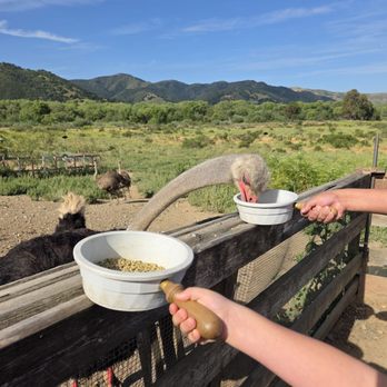 Ostrichland USA - Feeding time - Attraction Farms Near Me - Solvang, California Ostrichland USA - Feeding time - Attraction Farms Near Me - Solvang, California