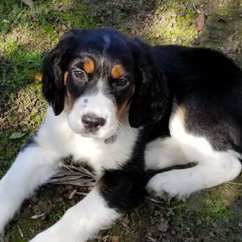 DeVries Mountain Springers - Selena - Pet Breeders Near Me