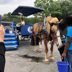 Southurn Rose Buggy Tours - Check in at their office building first, then walk over to the parking lot where the buggy is.