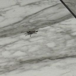 Insect Insect