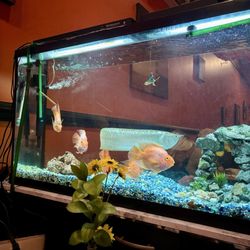 Nemo Asian Fusion & Sushi Bar - Ambience