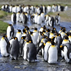Five Stars of Scandinavia - Fortuna Bay | King penguin | Marsel van Oosten | Hurtigruten ASA