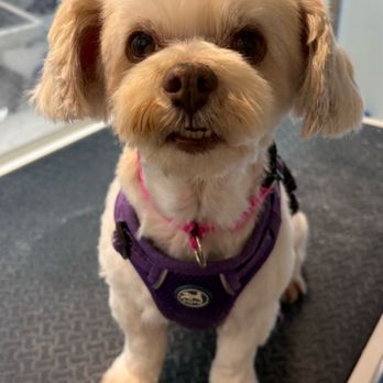 Pup Spa - Pet Groomers Near Me