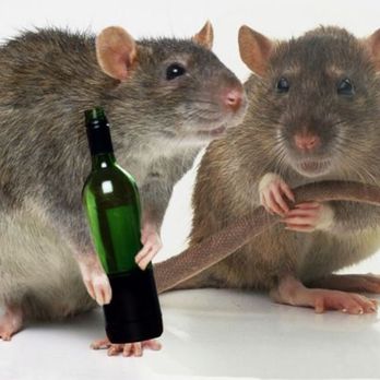 Little Buggers Pest Control - Rats - Pest Control Near Me - Henderson, Nevada