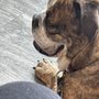 Photo of Pet Hospital Of Redlands + Urgent Care