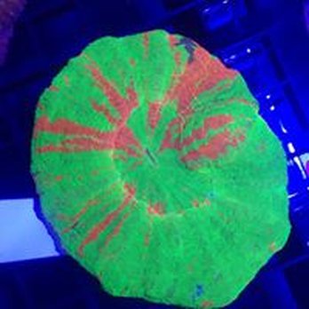 Ocean's Floor - Come check out our great selection of Coral. - Aquarium Services Near Me - Greenville, South Carolina Ocean's Floor - Come check out our great selection of Coral. - Aquarium Services Near Me - Greenville, South Carolina