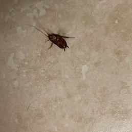 Cockroaches in the hotel. They scatter when you turn the lights on. Managed to capture this guy under a trash can as evidence