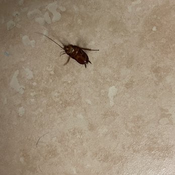 Four Points by Sheraton Virginia Beach Oceanfront - Cockroaches in the hotel. They scatter when you turn the lights on. Managed to capture this guy under a trash can as evidence - Hotels Near Me - Virginia Beach, Virginia
