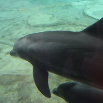 Georgia Aquarium - Aquariums Near Me - Atlanta, Georgia